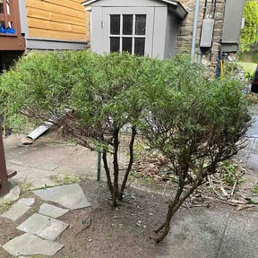 Bush Trimming by PJ's Lawn Service reviewed on April 29, 2026