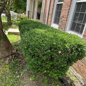 Bush Trimming by S.m.a.r.r.t. Enterprises reviewed on August 17, 2025