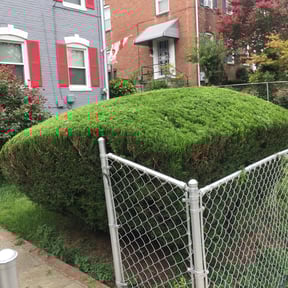 Bush Trimming by Kelsie's lawn pros reviewed on August 18, 2025