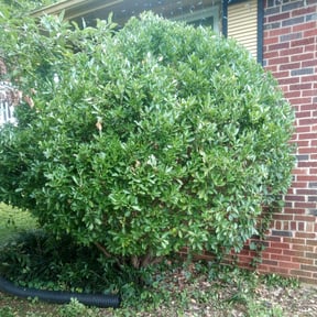 Bush Trimming by Ramiro's Lawn Care reviewed on August 19, 2025