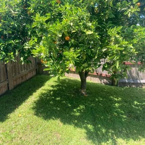 lawn care by Quality Lawn Care reviewed on August 19, 2025