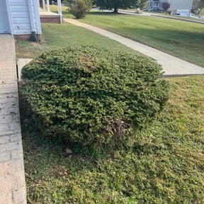 grass cutting by Burris Brothers Lawn Care reviewed on August 13, 2025