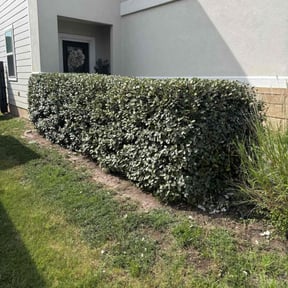 Bush Trimming by Fred white reviewed on October 22, 2025