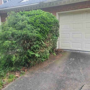 Bush Trimming by Daniel Reyes reviewed on August 19, 2025