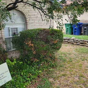 Bush Trimming by Greggs professional lawn care reviewed on August 20, 2025