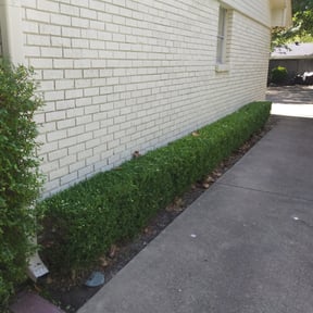 Bush Trimming by Mow N Go Lawn Care reviewed on August 18, 2025