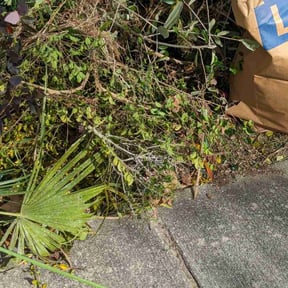 Bush Trimming by All Around Landscaping & Masonry reviewed on August 16, 2025