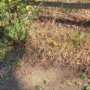 Leaf Removal by Grass Care By the Beach reviewed on June 8, 2026