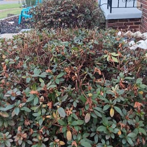 Bush Trimming by YardGoat Mowing reviewed on August 17, 2025