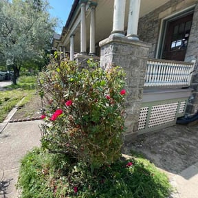 Bush Trimming by The Lawn Cypress reviewed on August 18, 2025