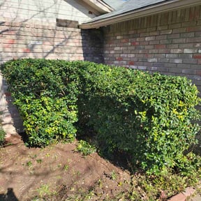 Bush Trimming by C&E lawncare preservation LLC reviewed on August 20, 2025