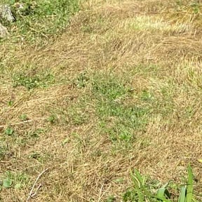 Bush Trimming by Jae The Gardener reviewed on August 20, 2025