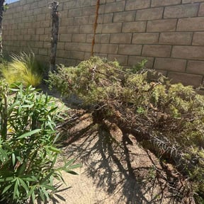 Bush Trimming by LGM Property Associates reviewed on November 18, 2025