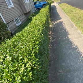 Bush Trimming by OVT Landscaping reviewed on August 16, 2025