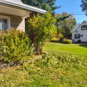 Bush Trimming by Emerald Outdoor Services LLC reviewed on November 10, 2025