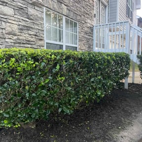 Bush Trimming by Esqkuire Lawncare/Snow removal reviewed on October 19, 2025