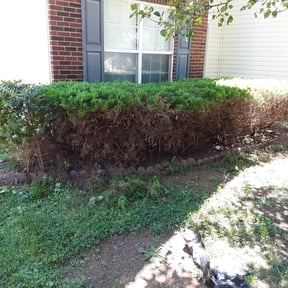 Bush Trimming by La Costa Irrigation & Landscaping LLC reviewed on August 20, 2025