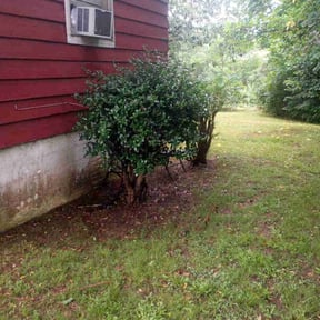 Bush Trimming by Great Earth Property Maintenance reviewed on August 17, 2025