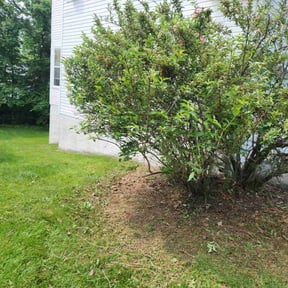 Bush Trimming by Nate's Scapes reviewed on August 15, 2025