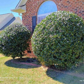 Bush Trimming by Jasmines Lawn and More reviewed on April 6, 2026