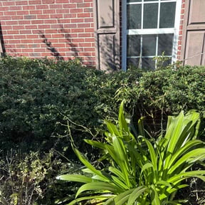 Bush Trimming by Lawn and Property services reviewed on October 21, 2025