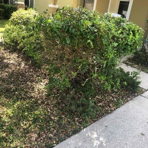 Bush Trimming by Kuttengrass356 llc reviewed on August 20, 2025