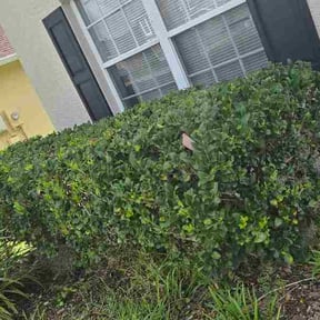 Bush Trimming by J&amp;l landscaping reviewed on May 25, 2026
