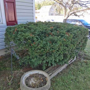 Bush Trimming by AAA Outdoor Services reviewed on October 22, 2025