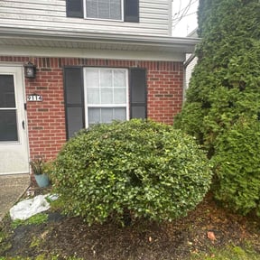 Bush Trimming by Mow-2-Snow Yard Service reviewed on November 27, 2025