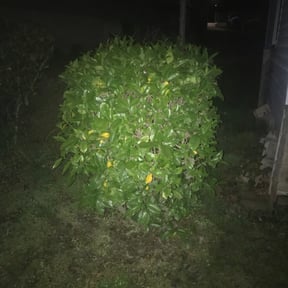 Bush Trimming by Bean Sprout Lawn Service LLC reviewed on August 17, 2025