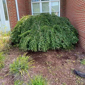 Bush Trimming by Legit Lawn Care Plus reviewed on August 15, 2025
