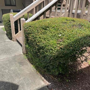 Bush Trimming by Inside and out landscaping and services reviewed on November 20, 2025