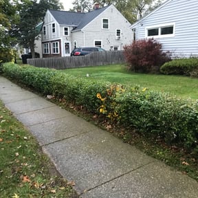 Bush Trimming by k & p services reviewed on August 18, 2025