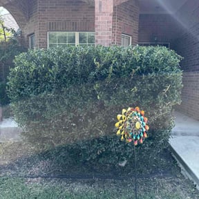 Bush Trimming by Christopher and Samantha Lawn Care reviewed on October 21, 2025