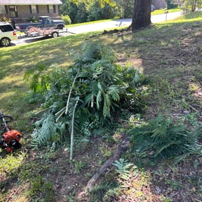Bush Trimming by Wright Now Landscaping L.L.C reviewed on August 19, 2025