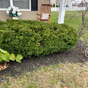 Bush Trimming by Tony's lawn services/Plowing reviewed on August 18, 2025