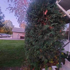 Bush Trimming by Rocky&#039;s Lawn Care reviewed on October 18, 2025