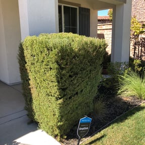 Bush Trimming by JMN Lawn reviewed on August 17, 2025