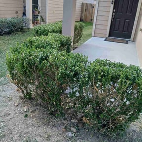 Bush Trimming by Lawn Hub reviewed on December 11, 2025