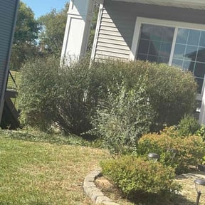 Bush Trimming by KO Landscaping reviewed on August 13, 2025