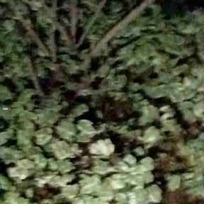 Bush Trimming by MPP Landscaping reviewed on August 16, 2025