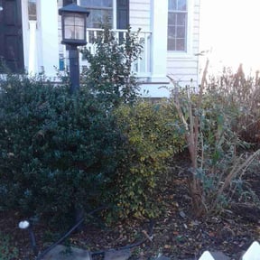 Bush Trimming by Pensacola Lawn &amp; Garden reviewed on August 20, 2025