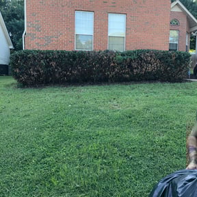 Bush Trimming by Green T's Lawn & Landscape reviewed on August 16, 2025