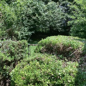 Bush Trimming by All Exclusive reviewed on August 19, 2025
