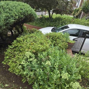 Bush Trimming by Rocco's Lawncare Service reviewed on August 19, 2025