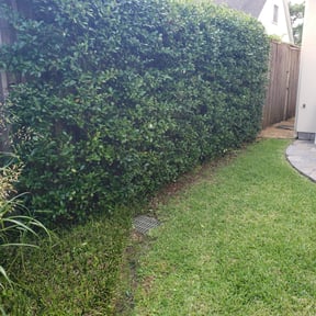 Bush Trimming by Marks Detailed lawn services reviewed on August 15, 2025