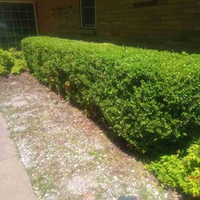 Bush Trimming by Waters Landscaping reviewed on August 16, 2025