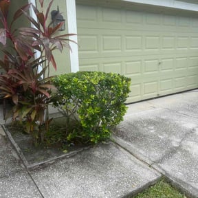 Bush Trimming by Blu's Lawn Care reviewed on August 20, 2025