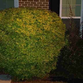 Leaf Removal by King's Kustom Lawn Services reviewed on August 18, 2026