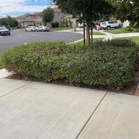 Bush Trimming by Sage Landcrafters reviewed on November 10, 2025